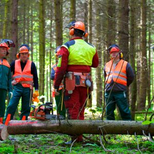 Brevet Professionnel Responsable de chantiers forestiers
